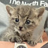 hNldOp2ej5I-channel-avatar-子猫レスキュー日記 Rescue Cat Story
