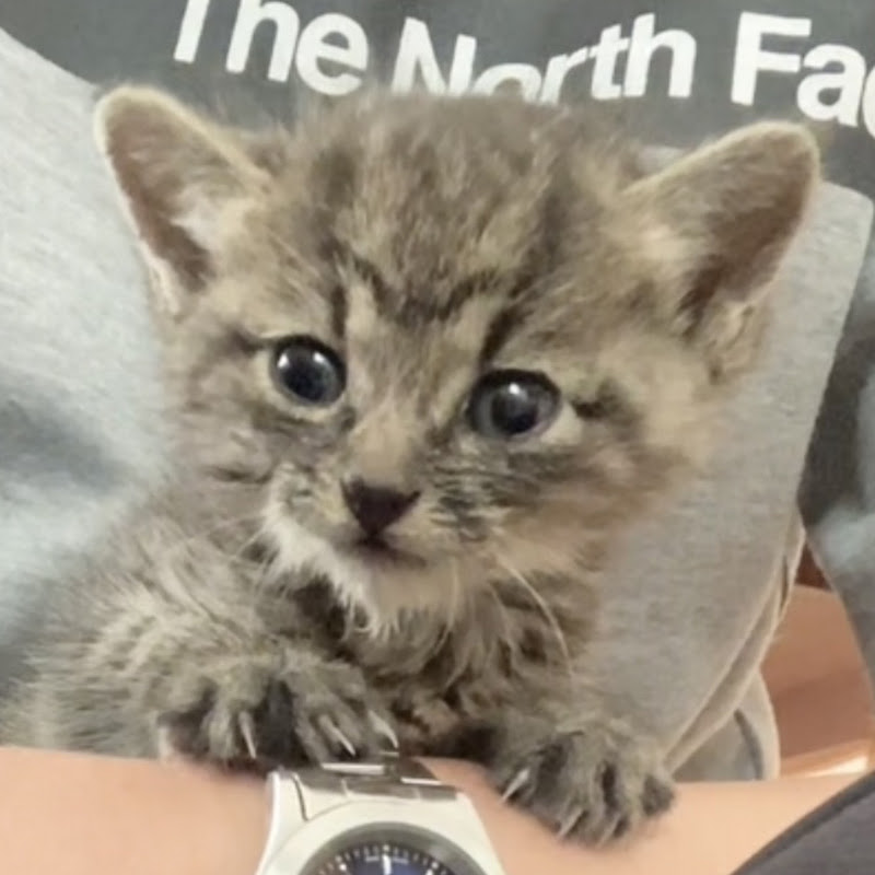 子猫レスキュー日記 Rescue Cat Story