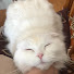 DPGyeLukhnw-channel-avatar-感動ねこ朗読総集編