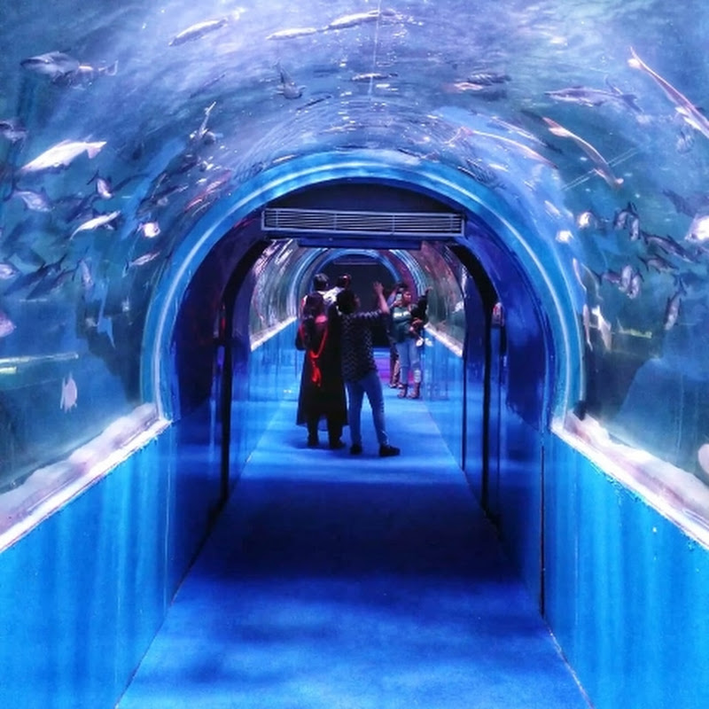 The Diary of Pets and Animals