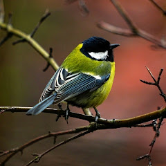 Lamm Yuアイコン画像