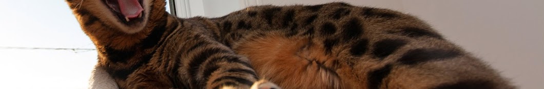 Bengal cat videos YouTube channel avatar