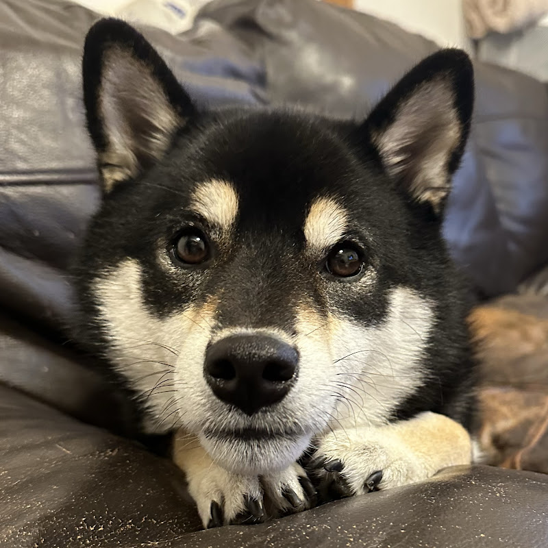 柴犬こてつ君