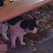 @sea_mustard_soup-cat