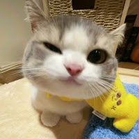 BC DAM TOS profile image
