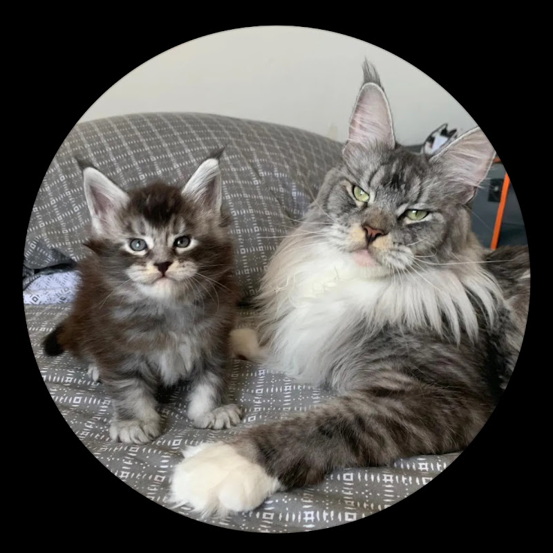 Mainecoon83