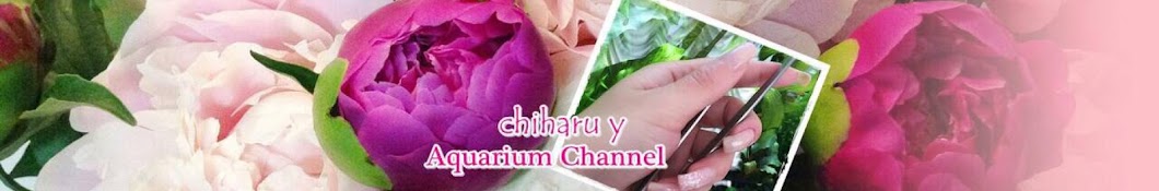 chiharu y यूट्यूब चैनल अवतार