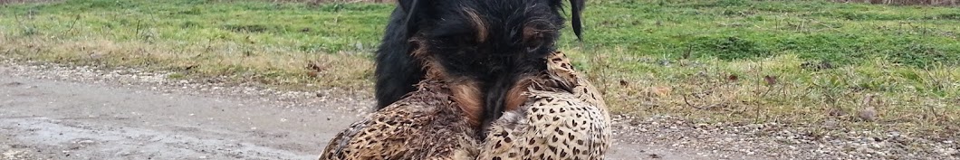 Deutscher Jagd Terrier-German Hunting Terrier KENNEL "VOM HAUS VATIC" YouTube kanalı avatarı