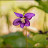 @purplewildflower