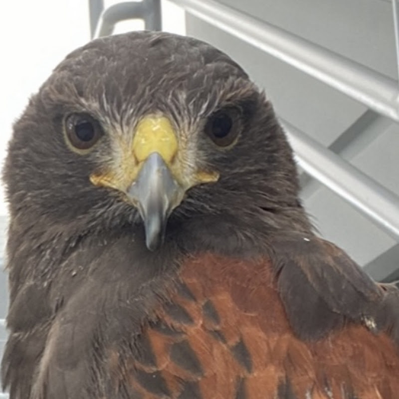 SavageGameHawk
