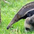 DrHQ0zne8VU-channel-avatar-Anteater