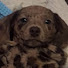 MMlDed7DYUg-channel-avatar-Pawsie