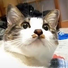 黒鼻のハッピー