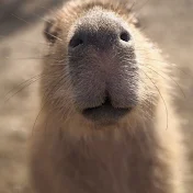 かわいいカピバラ