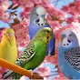 Parakeets - Budgies logo