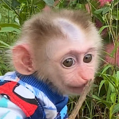 Channel thumbnail for Monkey Zim shorts