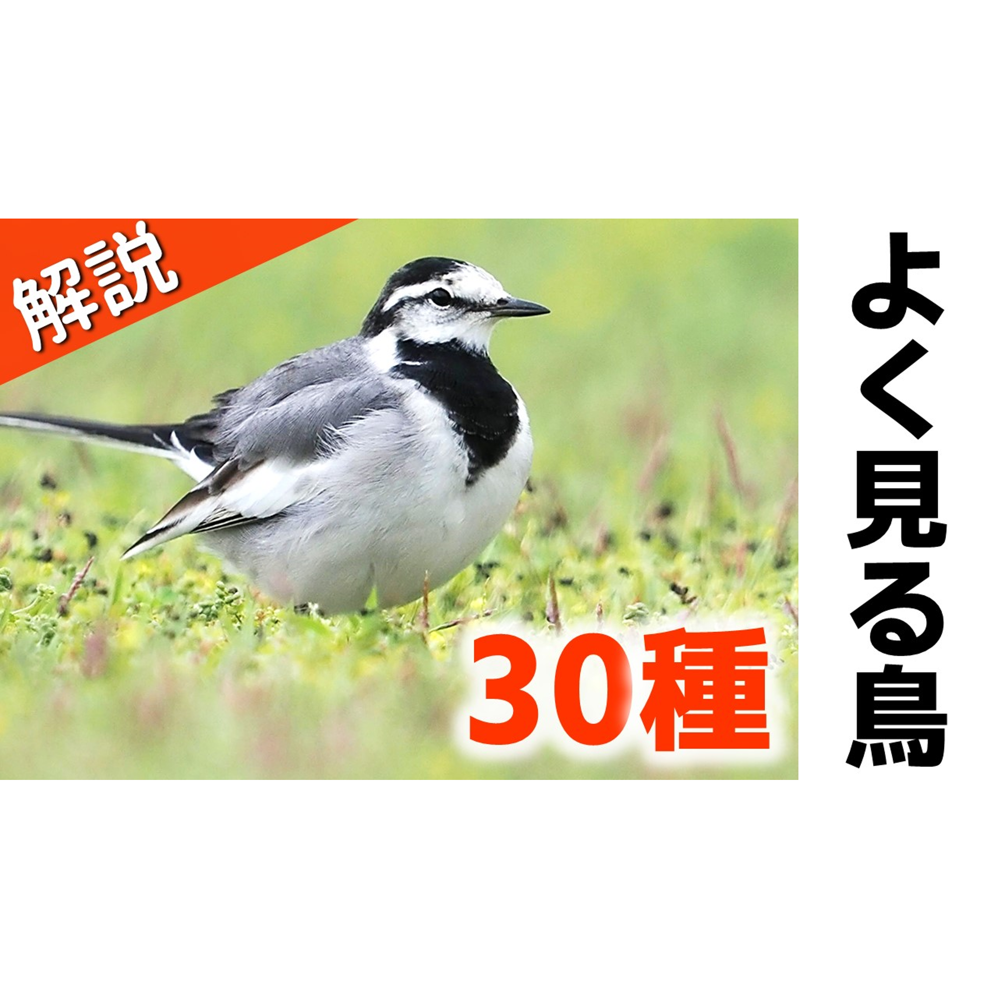 Post from 解説！鳥の鳴き声図鑑
