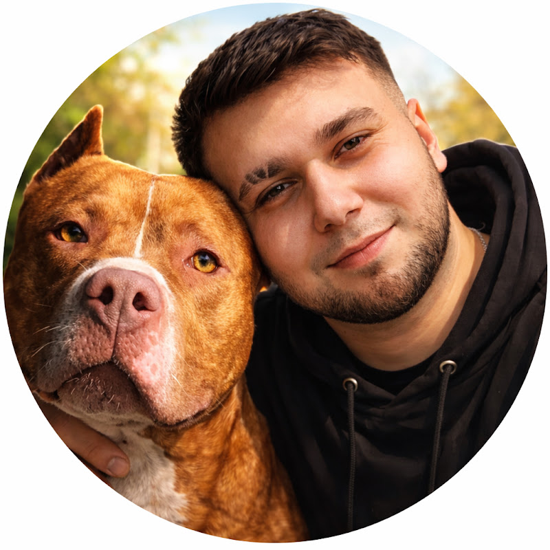 Pitbull BOYKA