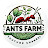 ANTS FARM