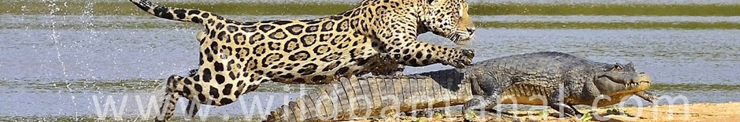Wild Pantanal YouTube channel avatar