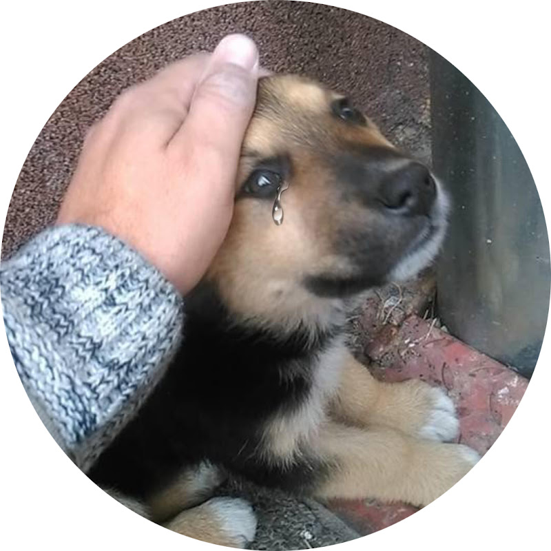 4 Paws Rehabilitation