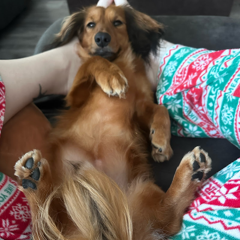 A&M Mini Doxies
