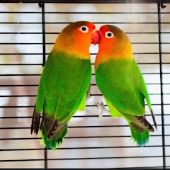 LOVE BIRDS (Officail's) 