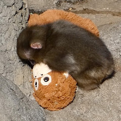 パンチくん日記