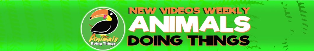 Animals Doing Things YouTube 频道头像