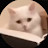 @고양이_귀엽다