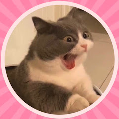 Kitty POVs