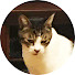 tWPlk1mhMMA-channel-avatar-ミキティのねこ旅