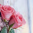 الصورة الرمزية لـ @يوسف-ه5ب9ت