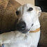 bD3ypHL3pQQ-channel-avatar-Whippet-Show