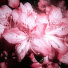 6S4ZhiL9YvM-channel-avatar-Quirky-Petal