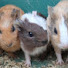bXeVj2-8zYg-channel-avatar-おうちで動物園