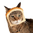 jIXelsKCCjQ-channel-avatar-GatoPan