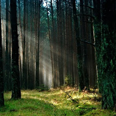 Woodland Skipper Avatar