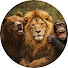 w0BZrDwmGDk-channel-avatar-Animales que Tocan el Alma