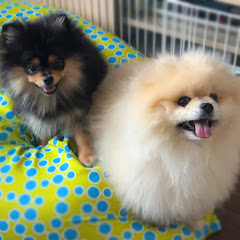 モチとおはぎ【もっちゃんねる】