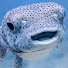 HN1rRfrMkMg-channel-avatar-HappyDragonFish