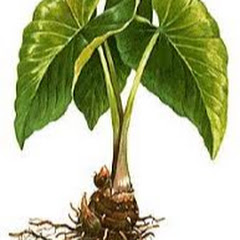 Ka Lāhui o Hawai'i Nei
