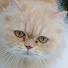 vjRt3I3gPwQ-channel-avatar-Catequil