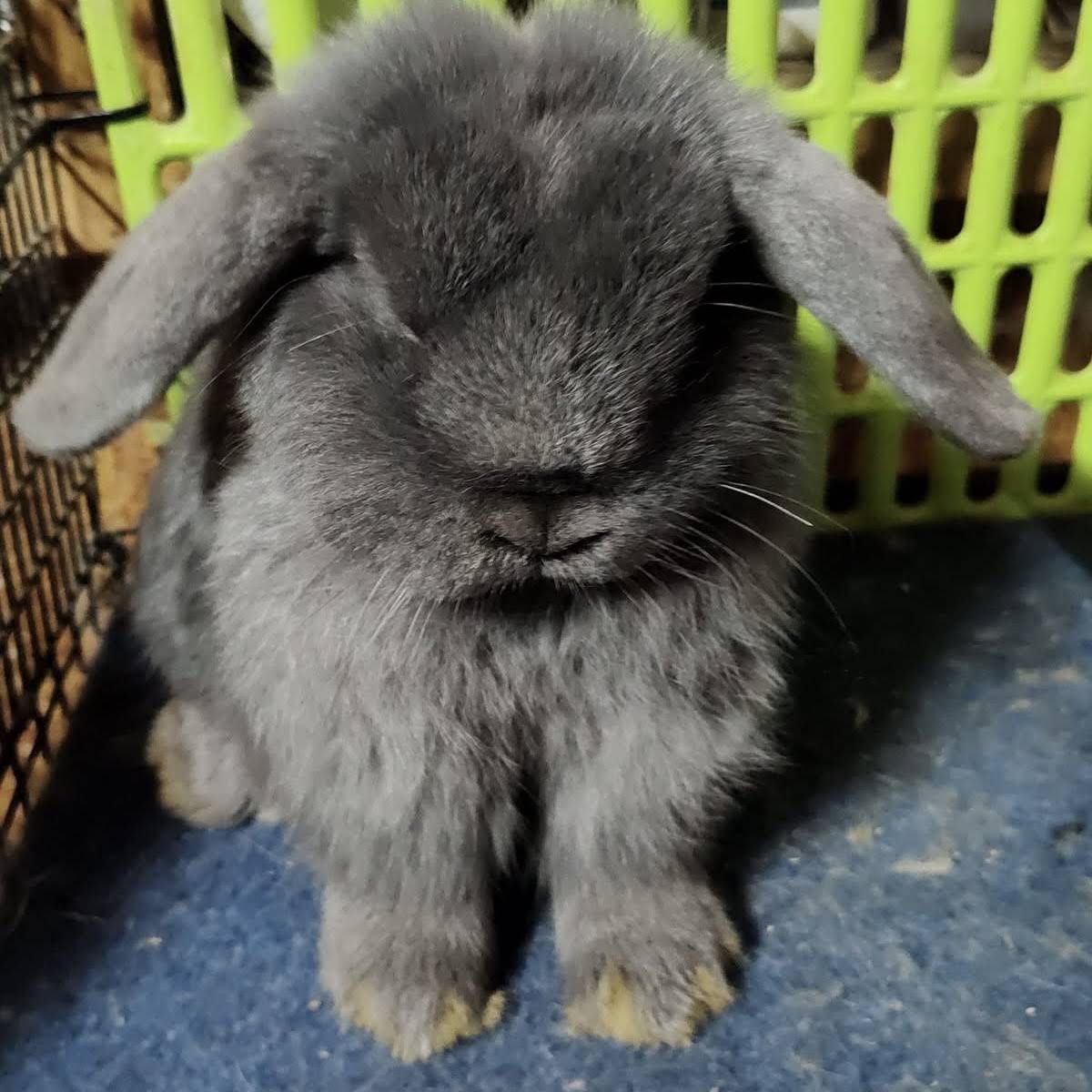 Post from Rylee’s Rabbits