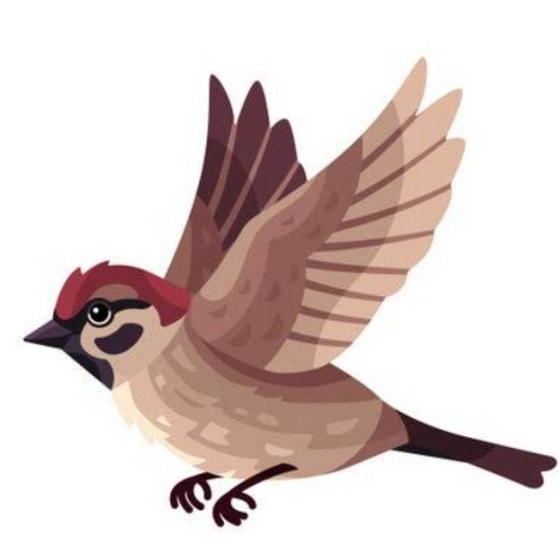 Cockatiels and Birds Hub