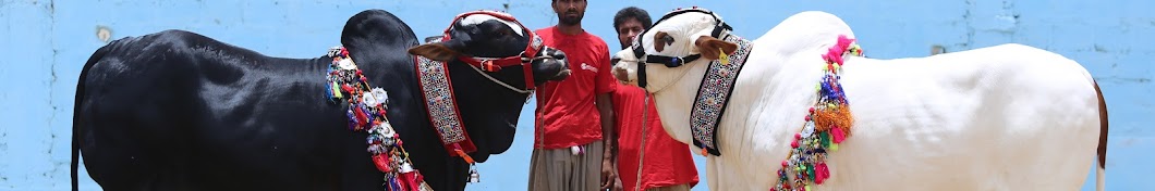 Cow Mandi Bakra Eid in Pakistan YouTube channel avatar