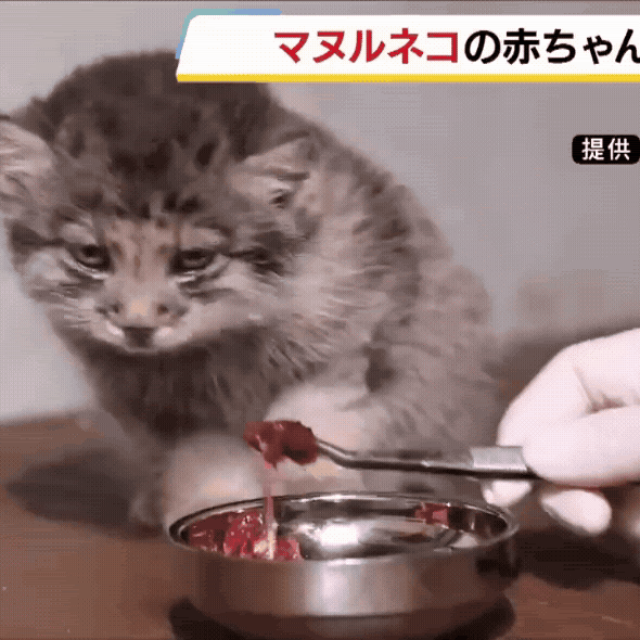 【misafafa様用】を渡り、米国で百年以上眠り続けた猫！ misafafa様用】を渡り、米国で百年以上眠り続けた猫！ YouTube