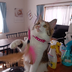 サラちゃんラブアイコン画像