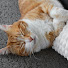 RRfOpkySukk-channel-avatar-ねこカフェ日記