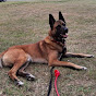 Teddy Bedlam TV - Belgian Malinois American Akita logo
